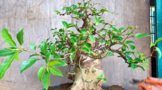 Loại cây cảnh phong thủy bình dân, nhưng càng trồng lâu càng quý giá, trồng hôm nay, phúc lộc cho đời sau