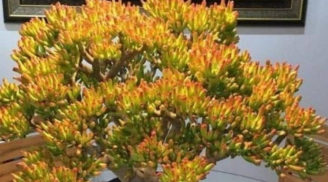 Tổ tiên dạy: Trồng 3 loại cây này trên ban công, tiền vào như nước, nghèo mấy cũng giàu