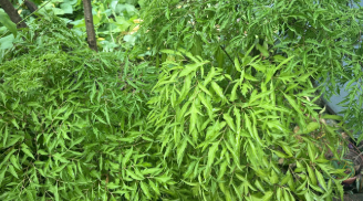 Trồng cây đinh lăng đúng vị trí này trong nhà, lộc vào như nước, tiền của dồi dào