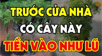3 loại cây trồng ở nhà nào nhà đó đổi vận: Tiền vào như nước