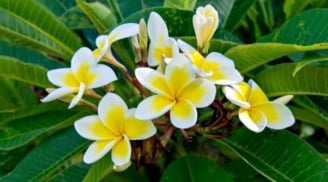 5 loại hoa đẹp nhưng tuyệt đối không nên trồng trong nhà kẻo rước xui xẻo, nghèo khó đeo bám