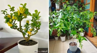 Nhà giàu chuộng 4 loại cây cảnh “hút lộc, giữ phúc”: Cưng như báu vật