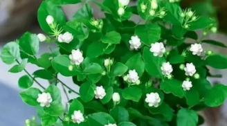 Top cây trồng trong nhà dễ chăm, xanh tốt quanh năm, giúp lọc không khí và tinh thần minh mẫn
