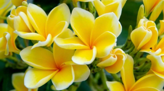 5 loại hoa đẹp nhưng tuyệt đối không nên trồng trong nhà kẻo rước xui xẻo, nghèo khó đeo bám