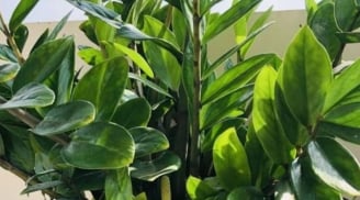9 loại cây phong thủy tổ tiên dạy trồng: Hút lộc như vòi rồng, tiền tài ập đến không ngừng