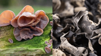 Vì sao lại không được ăn Mộc Nhĩ khi còn tươi?