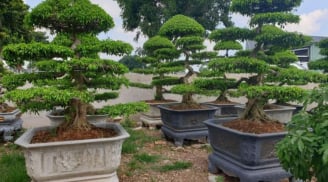 Vì sao trồng cây sanh trước nhà nên trồng 2 cây, tránh trồng 1? Nhiều người chưa biết ý nghĩa này