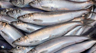 4 loại cá giàu omega-3 và canxi, rẻ hơn cá hồi, chợ Việt bán đầy - Đừng bỏ lỡ “báu vật sức khỏe” này