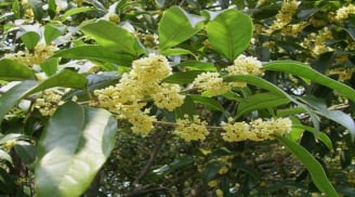 Loài cây này hợp cả 5 Mệnh, trồng 1 cây, phúc lộc 3 đời