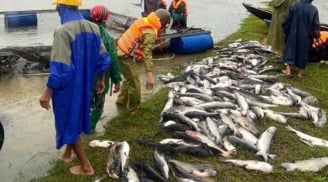 Ngư dân Hà Tĩnh khóc ròng: 20 tấn cá lồng bè chết trắng sau bão Bualoi