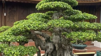 Tại sao nên trồng 2 cây sanh trước nhà, tuyệt đối tránh trồng 1 cây? Hóa ra là vì lý do này