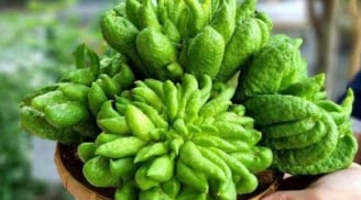 5 loại cây phong thủy giới nhà giàu yêu thích: Vừa làm đẹp không gian, vừa hút tài lộc dồi dào