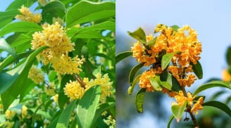 Cây mộc hương là ‘báu vật của Thần Tài’, người mệnh này trồng một cây trước nhà để Đắc Tài Đắc Lộc