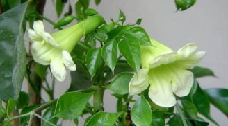 Lời Tổ tiên truyền lại: 6 cây này nở hoa báo hiệu tài lộc, trồng trước nhà sẽ giàu sang