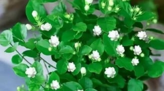 Top cây trồng trong nhà dễ chăm, xanh mát quanh năm: Lọc không khí sạch, giúp tinh thần minh mẫn