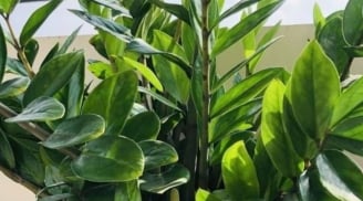 9 cây phong thủy cha ông truyền lại: Trồng một lần, hút lộc như vòi rồng, tiền bạc ào ạt vào nhà