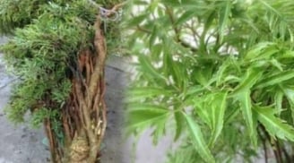 Cây đinh lăng phong thủy: Bí quyết trồng đúng vị trí để hút tài lộc, giữ của trong nhà