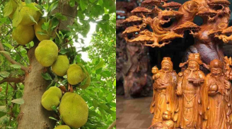 Vì sao người xưa dùng gỗ mít làm tượng thờ, đồ thờ, xây đình chùa nhưng lại kiêng trồng cây mít trước nhà?