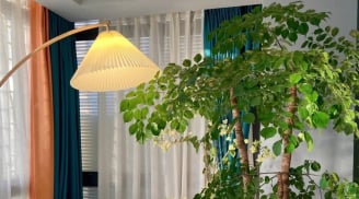 Người già dặn dò: Trồng 3 cây cảnh này, nhà cửa hưng vượng, con cháu sung túc