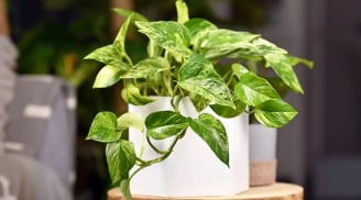 Người thuộc 3 mệnh này trồng cây trầu bà là ‘gánh lộc’ về nhà