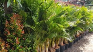 Trồng 4 loại cây phong thủy này, con cháu hưởng phúc lâu dài, gia đình bình an và sung túc