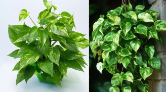 Trồng cây trầu bà trong nhà rước tài chiêu lộc nhưng hãy chú ý điều này kẻo họa tới