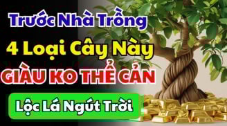 4 loại cây chiêu tài đón lộ: Trồng trước cửa nhà nào nhà đó giàu có, 10 nhà giàu thì 9 nhà có