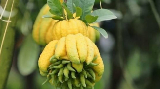 5 loại cây “nhà giàu” săn trồng hơn hoa: Vừa đẹp vừa mang tài lộc, sung túc cho gia chủ