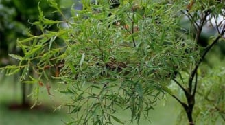 Cây đinh lăng - ‘Thần giữ của’: Trồng đúng vị trí trong nhà để tiền tài vào như nước