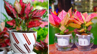Mệnh Hỏa cứ trồng cây này: Phúc khí dâng cao - Tiền Tài không thiếu, lợi 3 trong 1
