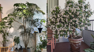 Người xưa dặn: 'Trồng 3 cây cảnh trong phòng khách, con cháu thịnh vượng muôn đời', đó là cây gì?