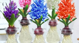 4 cây phong thủy trồng thủy sinh này, càng xanh tươi gia chủ càng phát tài, phát lộc