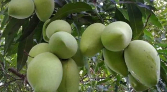 Trồng 4 loại cây trước nhà giúp giữ vượng khí, tụ lộc, gia chủ phất lên như diều gặp gió