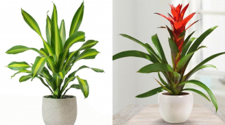 5 loại cây chiêu tài nạp lộc, đặt đúng chỗ tài vị tiền tài tự tìm đến với gia chủ