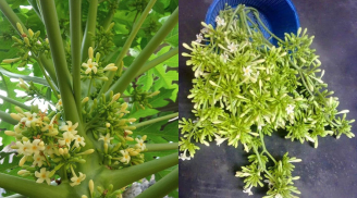 5 người này dùng nhhiều Hoa Đu Đủ Đực là hại hơn lợi, đừng ham