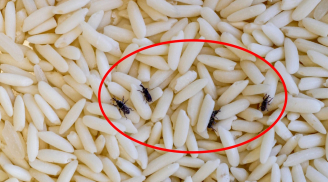 Mẹo bảo quản gạo không bị mọt, để lâu vẫn thơm ngon