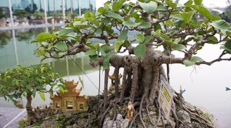 Nhà giàu không bao giờ trồng 5 loại cây phong thủy này, vừa tiêu tán tài lộc, vừa rước bệnh