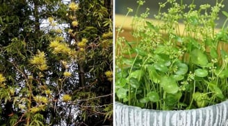 Thấy 4 cây này ra hoa đừng vội mừng: Đây là điềm báo vận xui đang cận kề