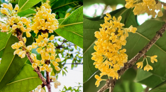 Vì sao người giàu thích trồng cây mộc hương trong sân nhà?