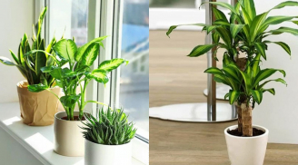 Dù nhà có nghèo đến mấy, cũng nên đặt cây xanh ở những vị trí này để đổi vận, càng ở càng giàu có
