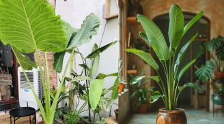 Tại sao phong thủy thích cây lá to hơn cây lá nhỏ? Bí mật của năng lượng thịnh vượng trong không gian sống