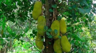 Trồng 4 loại cây phong thủy trước nhà giúp giữ vượng khí, hút tài lộc, gia chủ giàu sang phú quý