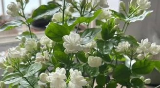 5 loại cây cảnh mang điềm xấu, tuyệt đối không nên trồng trong nhà kẻo rước xui xẻo