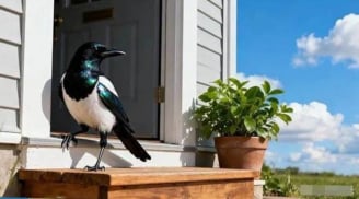 Ra ngõ gặp 5 điều này là “điềm lành” báo may mắn tới tấp, làm gì cũng hanh thông