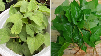 Loại nước lá tốt cho người bị viêm xoang, chợ nào cũng có