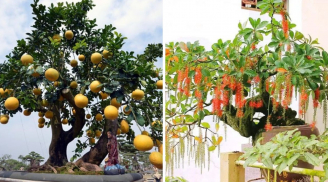 Ông bà dặn: “Trồng cây là gieo phúc”: 5 cây ông bà trồng con cháu hưởng phúc thịnh vượng, bình an