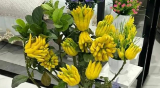 Tổ tiên dạy: Trồng 3 loại cây này ở ban công, tiền vào như nước – nghèo mấy cũng nên có!