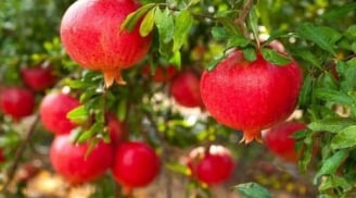 4 loại cây phong thủy hút tài lộc: Càng trồng càng giàu, chặt đi là mất hết