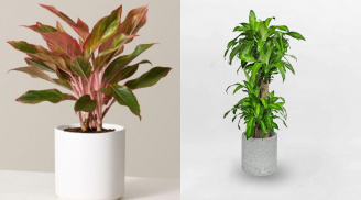 Đặt đúng 4 loại cây này trong nhà, Thần Tài gõ cửa, tiền vào như nước, cả năm phú quý đủ đầy