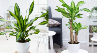 Người thuộc 2 mệnh này trồng cây Thiết Mộc Lan là mang vàng vào nhà, hút lộc cực đỉnh